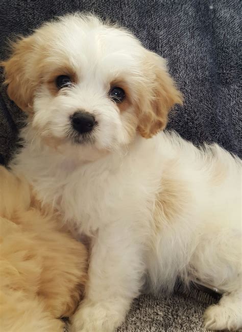 Our puppies and parent dogs have been raised with affection and love. Beautiful F1 Cavachon puppies for sale | Warrington ...