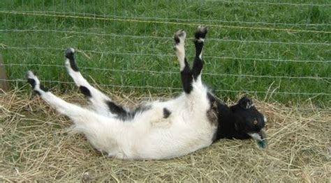 Why Do Goats Faint True Facts About Fainting Goats