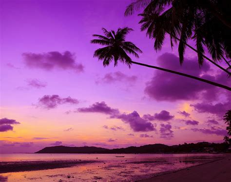 tropical sunset purple sunset tropical sky sea palms hd wallpaper peakpx