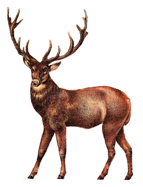Antique Images Antique Illustrations Animal Digital Clip Art Deer Stag