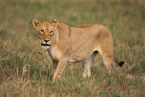 Side View Of A Lion Walking Looking Down Panthera Leo 10 Year