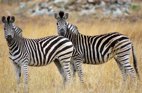 Mountain Zebra National Park Wildlife, South Africa
