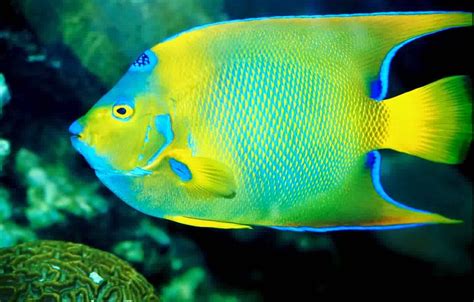 صور اسماك ملونة 2015 Colorful Fish