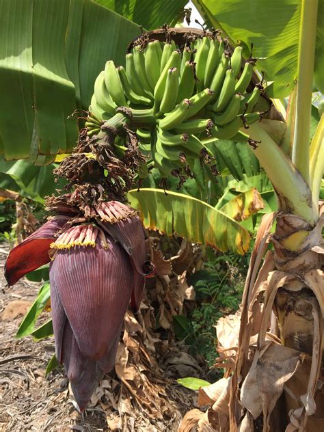 How Do Bananas Grow The Produce Nerd