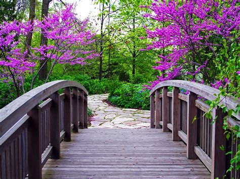 Forest Bridge Colorful Bonito Leaves Nice Bridge Green Stone