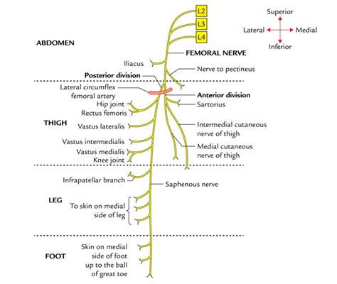 Femoral Nerve Physiopedia