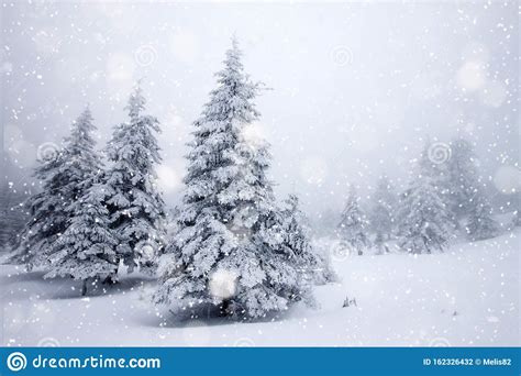 Snow Covered Fir Trees In Heavy Snowfall Christmas Background Stock