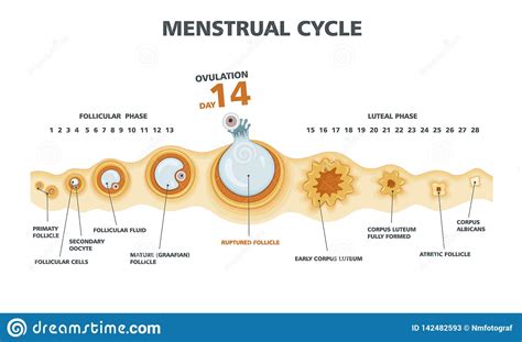 Ovulation Chart Female Menstrual Cycle Stock Vector Illustration Of