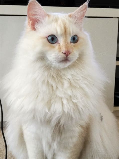 The Cream Point Ragdoll Mitted Colorpoint Bicolor And Lynx