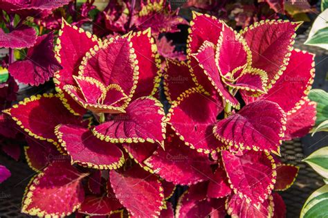 Coleus Plants Featuring Annual Coleus And Colorful High Quality