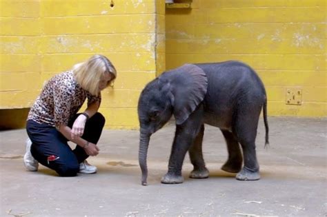 Keeping And Caring For Elephant As A Pet Full Guide 2021 Animals Home