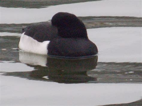 Tufted Duck Project Noah