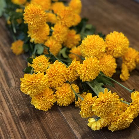 Yellow Pompon Mums Flowers By Nature