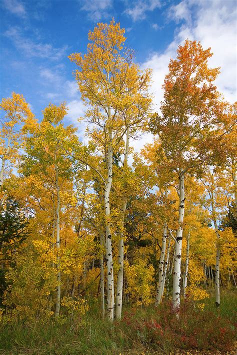 Colorado Autumn Aspens Photograph By James Bo Insogna Fine Art America
