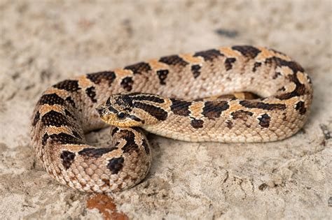 Southern Hognose Snake South Carolina Partners In Amphibian And