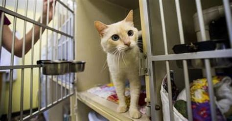 Lafayette One Step Closer To No Kill Animal Shelter With New Cat Policy