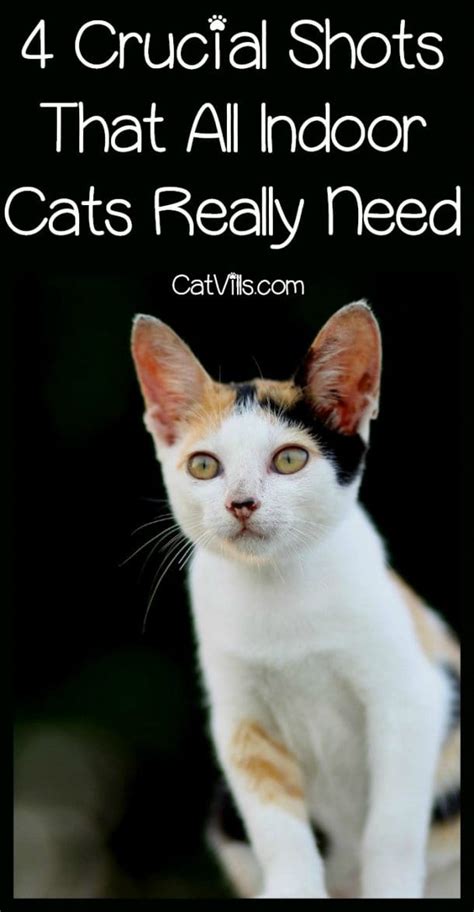 Do Indoor Cats Need Rabies Shots Reddit Cat Meme Stock Pictures And