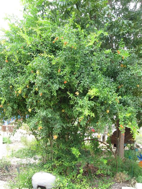 For each type of fruit or nut, you should choose the variety that is best suited to your needs and your area. Basic Fruit Trees for Central Texas and Simple Tips to ...
