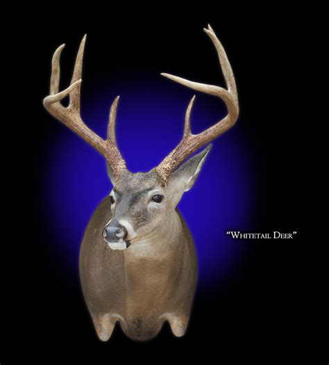 Whitetail Deer Mount Whitetail Deer Taxidermy