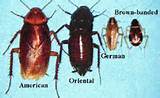 Palmetto Bug Vs Cockroach