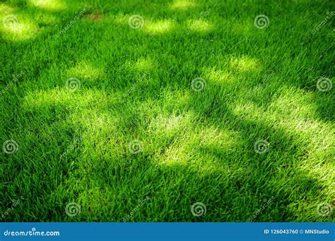 Perfectly Mowed Fresh Garden Lawn In Summer Green Grass With Sunspots