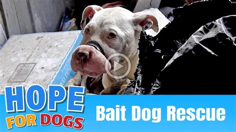 What Are Bait Dogs Used For