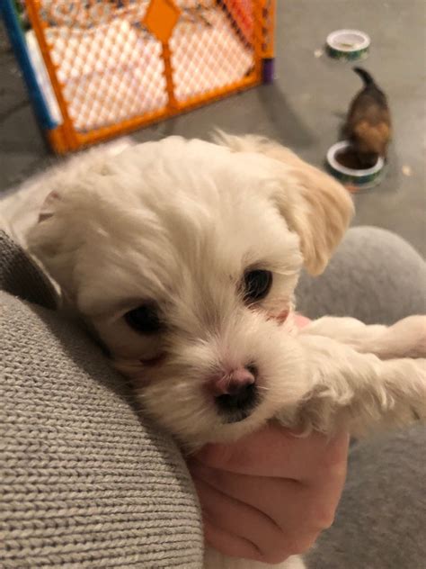 We are in the business of breeding beautiful shih tzus. Shih Tzu Puppies For Sale | Grand Haven, MI #323381