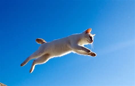 Wallpaper Cat Cat Jump Flight Images For Desktop Section кошки