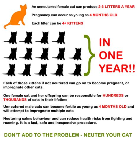 8 Easy Rules Of How Many Litters Can A Cat Have In A Lifetime How Many Litters Can A Cat Have