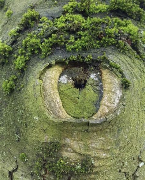 A Tree Stump That Looks Like Natures Eyeball Beautiful Photos Of