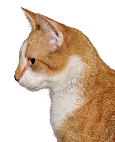 Cat Png