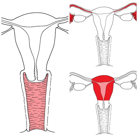 Dibujo Del Sistema Reproductor Femenino Nuestra Inspiraci N