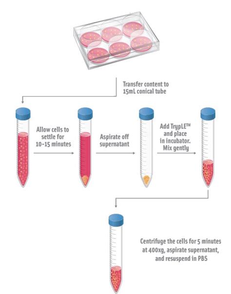 Protocol For Tumorsphere Formation Of Cancer Stem Cells