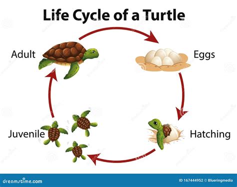 Life Cycle Of A Sea Turtle Life Cycles First Grade Life Cycles Images And Photos Finder
