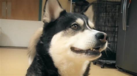 Maybe you would like to learn more about one of these? Shaved husky photo sparks outrage: Should double-coated ...