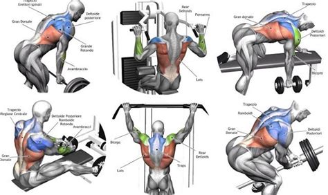 There is one deltoid muscle over each shoulder joint. Most of the muscles located in the upper and lower back ...