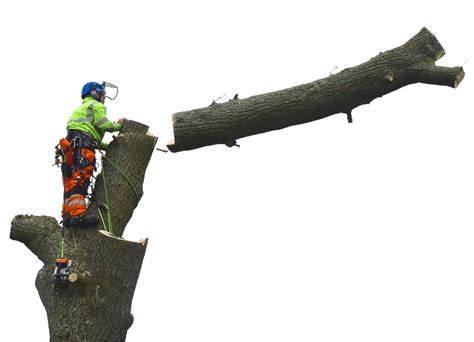 Tree Removal Services Cornwall | Tree Arborist | Rock's Tree Service
