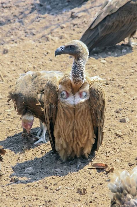 African Vulture Or Gyps Africanus Is Bird Of Prey Scavenger Sitting On