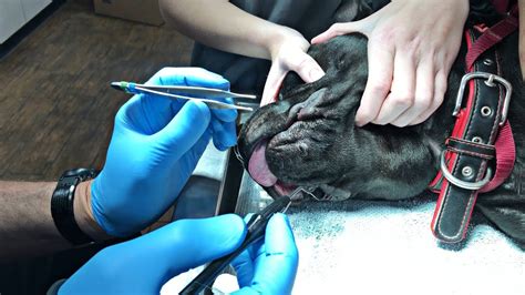 How To Remove Skin Tag From Dogs Lip Howotremvo
