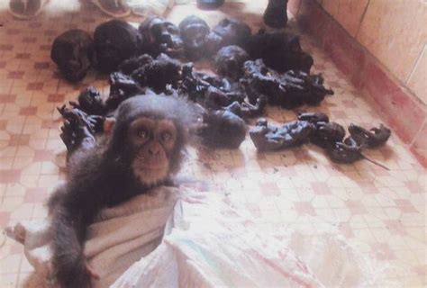 See The Horrifying Moment Baby Chimpanzee Discovered Surrounded By