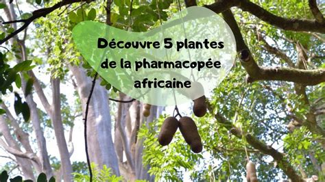 Découvre Les Plantes De La Pharmacopées Dafrique Commercialisées En