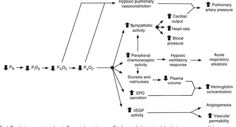 Figure 1 From Physiology In Medicine A Physiologic Approach To