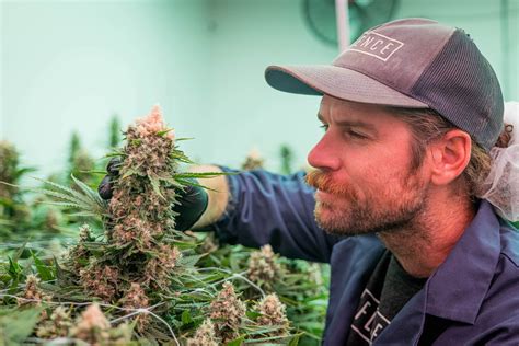Cannabis Cultivation Greenhouse Environment For Maximum Harvest