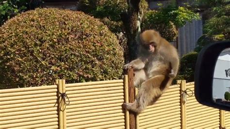 里にも猿が出没 Yasu Senseブログ