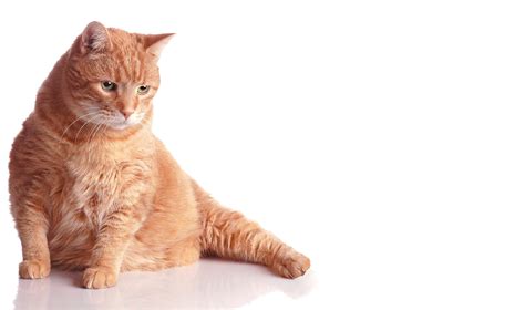 5 Signs Your Cat Has Diabetes Guildcrest Cat Hospital