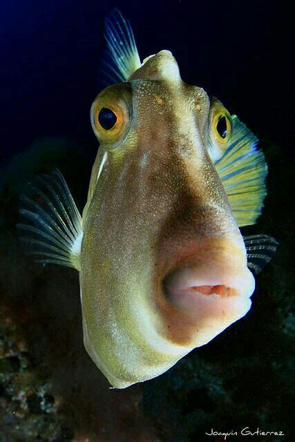 Big Eyes Beautiful Sea Creatures Deep Sea Creatures Sea Fish