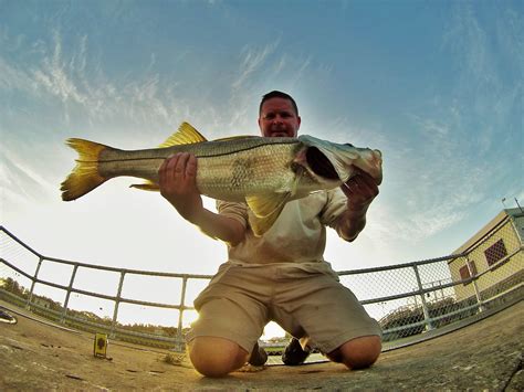 Stuart Florida Best Snook Fishing In The World Coastal Angler And The