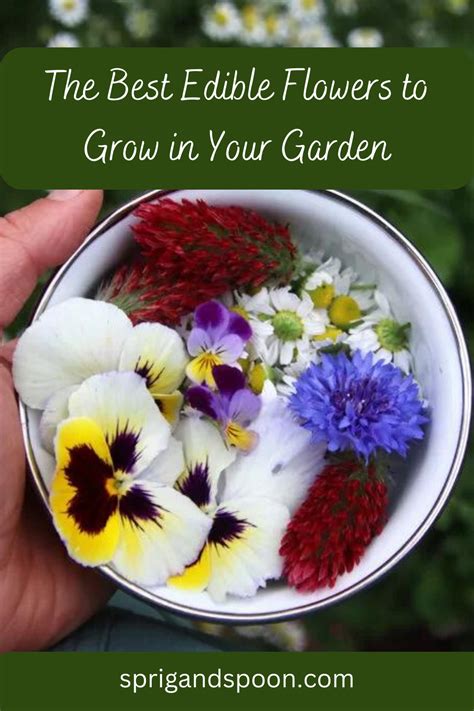 The Best Edible Flowers To Grow In Your Garden