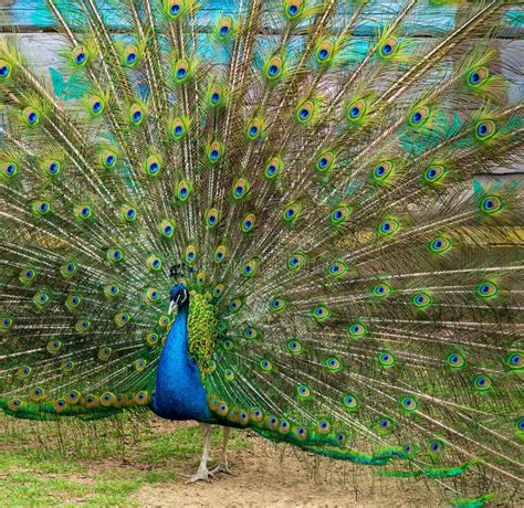 Pavo Real Con La Extensi N De La Fan Por Un Primer De La Cola Foto De Archivo Imagen De