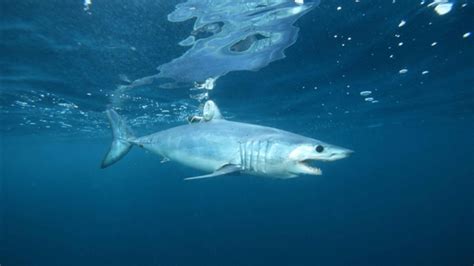 North Atlantic Mako Sharks Are Endangered — Now What • The Revelator